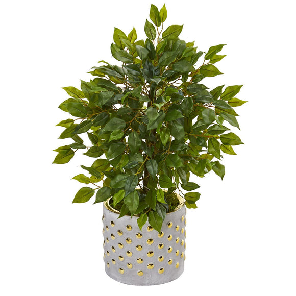 17” Mini Ficus Tree In Stoneware Vase With Gold Trimming