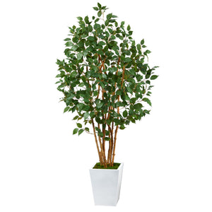 5.5' Ficus Bushy Artificial Tree In White Metal Planter