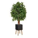 5.5’ Super Deluxe Ficus Tree In Black Planter With Stand