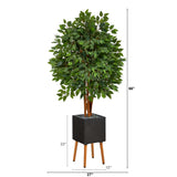 5.5’ Super Deluxe Ficus Tree In Black Planter With Stand