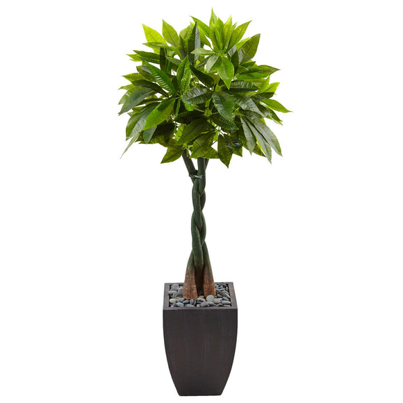 5’ Money Tree In Black Square Planter