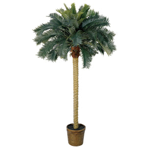 6’ Sago Palm Tree W/50 Lvs