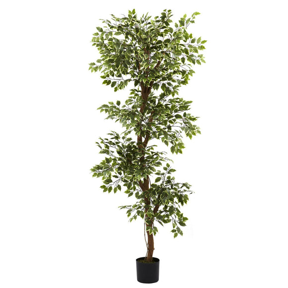 6’ Variegated Ficus Tree W/1,944 Lvs