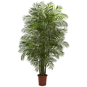 7.5' Areca Palm UV Resist X 11 W/1966 Lvs (Indoor/Outdoor)