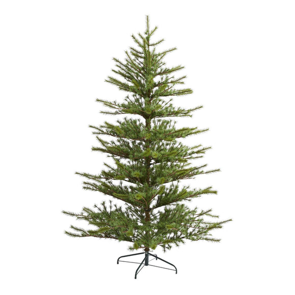 7 Vancouver Mountain Pine Xmas Tree With 1762 Tips